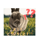 うさぎのぽぽちゃんの日常（個別スタンプ：6）