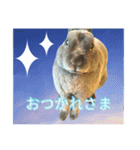 うさぎのぽぽちゃんの日常（個別スタンプ：8）