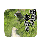 烏骨鶏達（個別スタンプ：14）