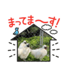 烏骨鶏達（個別スタンプ：16）