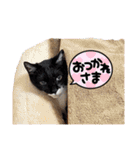 猫好き我が家のニャンズたち（個別スタンプ：31）