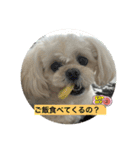 ココちゃん（ペキプー）（個別スタンプ：1）