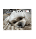 ココちゃん（ペキプー）（個別スタンプ：2）