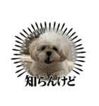 ココちゃん（ペキプー）（個別スタンプ：10）