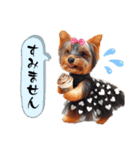 愛犬で作る日常使いスタンプ2（個別スタンプ：10）