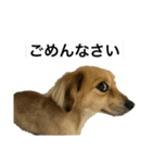 ちくわのすたんぷ⋆⸜☾‎（個別スタンプ：22）
