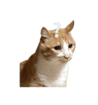 とある家庭の猫ミーム（個別スタンプ：1）