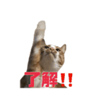 とある家庭の猫ミーム（個別スタンプ：2）