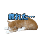 とある家庭の猫ミーム（個別スタンプ：4）