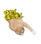 とある家庭の猫ミーム（個別スタンプ：5）