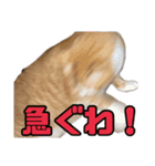 とある家庭の猫ミーム（個別スタンプ：6）