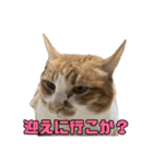 とある家庭の猫ミーム（個別スタンプ：7）
