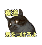 とある家庭の猫ミーム（個別スタンプ：8）