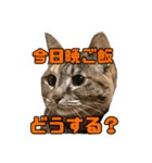 とある家庭の猫ミーム（個別スタンプ：10）