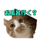 とある家庭の猫ミーム（個別スタンプ：11）