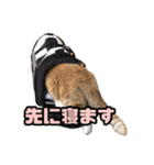 とある家庭の猫ミーム（個別スタンプ：12）