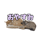 とある家庭の猫ミーム（個別スタンプ：13）