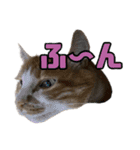 とある家庭の猫ミーム（個別スタンプ：14）