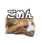 とある家庭の猫ミーム（個別スタンプ：15）