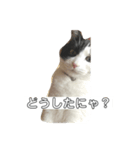 ハチワレ猫の日常で使えるスタンプだにゃん（個別スタンプ：3）