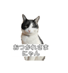 ハチワレ猫の日常で使えるスタンプだにゃん（個別スタンプ：7）