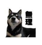 黒豆柴てんてん（個別スタンプ：2）