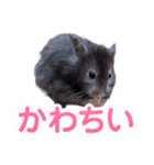 ハムスターまったり（個別スタンプ：2）