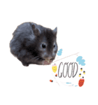ハムスターまったり（個別スタンプ：10）