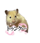 ハムスターまったり（個別スタンプ：13）