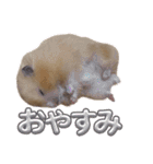 ハムスターまったり（個別スタンプ：24）