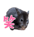 ハムスターまったり（個別スタンプ：30）