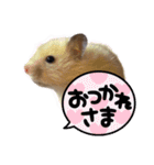ハムスターまったり（個別スタンプ：31）