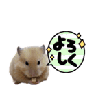 ハムスターまったり（個別スタンプ：33）