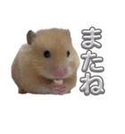 ハムスターまったり（個別スタンプ：35）