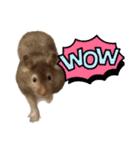 ハムスターまったり（個別スタンプ：36）