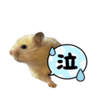 ハムスターまったり（個別スタンプ：39）