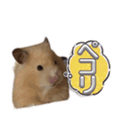 ハムスターまったり（個別スタンプ：40）