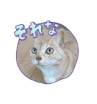 ちぃ猫.の日常Vol.4（個別スタンプ：2）