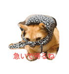 ちぃ猫.の日常Vol.4（個別スタンプ：3）