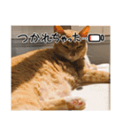 ちぃ猫.の日常Vol.4（個別スタンプ：6）