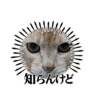 ちぃ猫.の日常Vol.4（個別スタンプ：7）