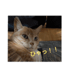 ちぃ猫.の日常Vol.4（個別スタンプ：8）
