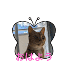 ちぃ猫.の日常Vol.4（個別スタンプ：9）