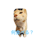 ちぃ猫.の日常Vol.4（個別スタンプ：12）