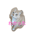 ちぃ猫.の日常Vol.4（個別スタンプ：13）