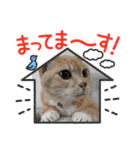 ちぃ猫.の日常Vol.4（個別スタンプ：14）