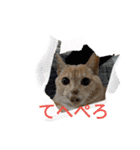 ちぃ猫.の日常Vol.4（個別スタンプ：15）