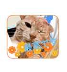 ちぃ猫.の日常Vol.4（個別スタンプ：16）