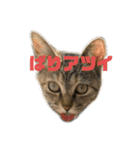 おいらスウ（個別スタンプ：14）