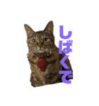 おいらスウ（個別スタンプ：15）